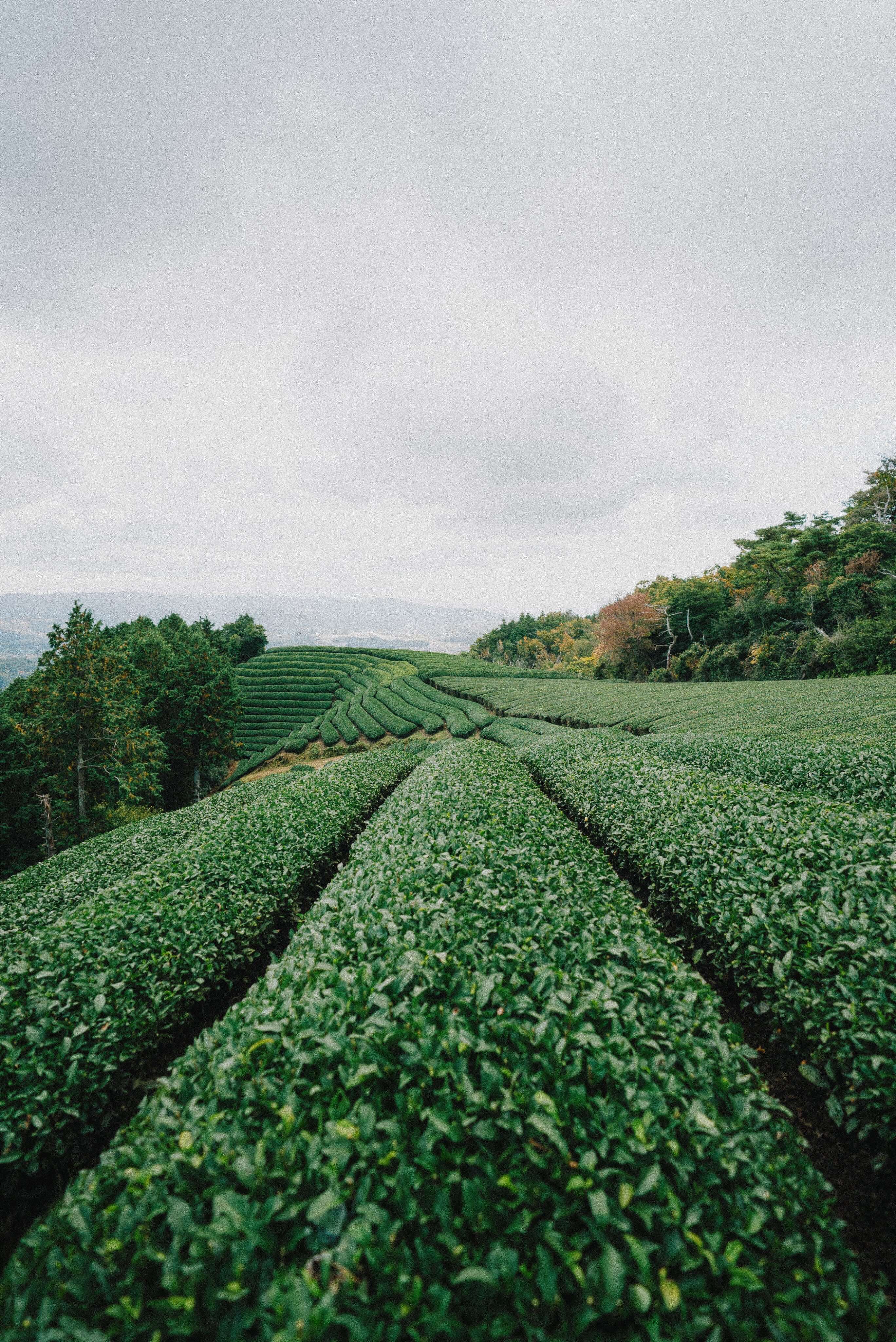 green-plants-grow-in-lines-on-rolling-hills